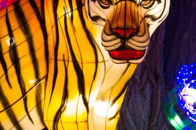 What about people who weren’t born in a tiger year?