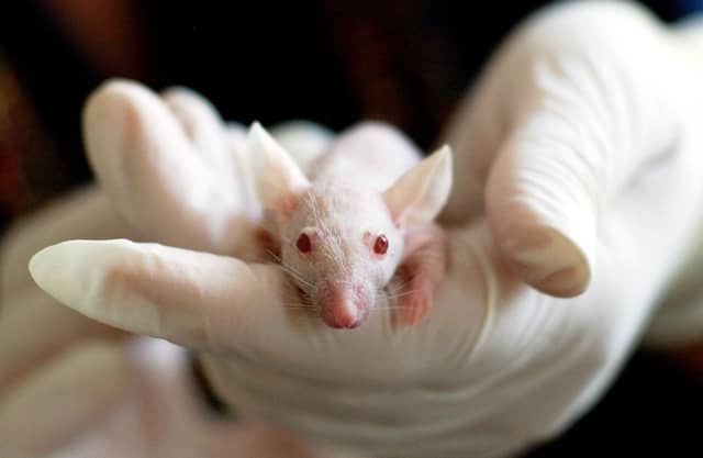 ISPCA asks people to sign petition urging European Commission to uphold animal testing ban