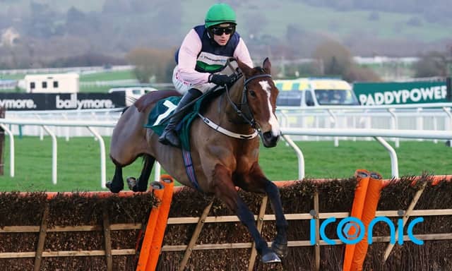 Willie Mullins-trained star Stormy Ireland looks set for second Cheltenham