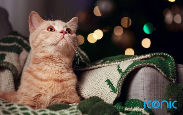 Missing a wild Christmas night out? Here's why you should stay in!