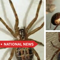 Irish households warned over increase in venomous spider as temperatures start to plummet