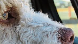 Family pet believed to have caught Covid-19 from owner