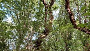 Native American forest keepers to visit ancient Clare oak woods