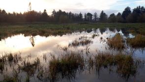 Free educational event to take place at Clare wetlands 