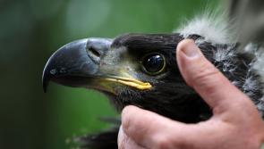 White-tailed eagle chicks spread their wings further into Clare skies