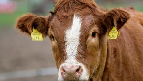 New Creative Ireland project wants to hear from Clare farmers