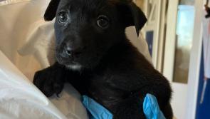 'Heartbreaking' - Puppies found dumped in a box at Irish graveyard given festive names			