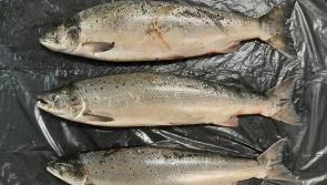 Clare fishermen convicted and fined over 'illegal netting incident'