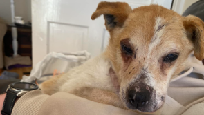  APPEAL: Deaf and blind elderly dog found on Clare road needs end-of-life home