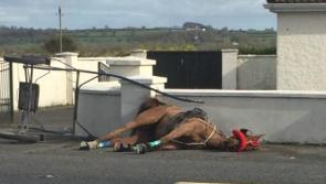 Horse ‘left like rubbish' on side of busy road on St Patrick's Day