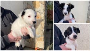 Little 'rascals': Clare Animal Welfare are seeking homes for eight collie pups