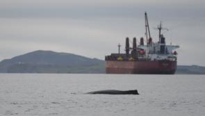 Excitement over &lsquo;first case&rsquo; of humpback whale basking off Clare coastline in Shannon Estuary