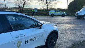 Operation Lexi! Clare gardai deployed to combat illegal hunting of animals
