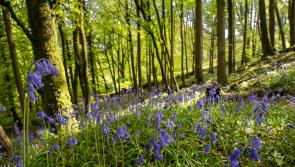 Clare organisations encouraged to seek funding for local heritage projects
