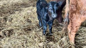 'He's lively already': Cathal Crowe TD reacts to tiny calf born on his farm 