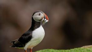 Line-up of events announced as National Biodiversity Week 2025 kicks off in Clare 