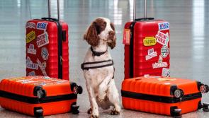 Paw-fection! Shannon Airport celebrates detector dog Brody ahead of International Dog Day