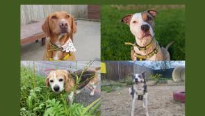 PICTURES: Take a look at these furry friends eager to be adopted at Dogs Trust