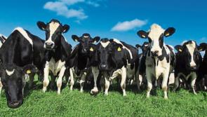 Clare farmers continue to grow production, new figures show