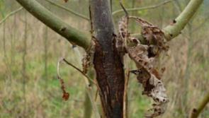 Diseased trees that will 'inevitably lead to major issues' in Clare to be 'dealt with accordingly'