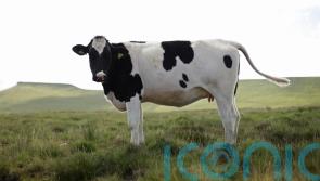 &lsquo;Bogey-man&rsquo; agriculture sector will play part in climate change fight &ndash; minister