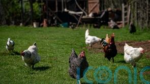 Bird owners ‘should house flocks immediately’ after second avian flu case