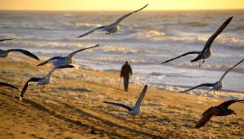 'Do not touch': Caution urged as dead wild sea birds wash up on beaches in Clare