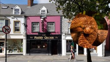 Hiss-teria in popular Ennis pub as snake discovered living in toilet