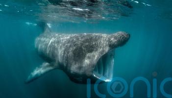 Ireland&rsquo;s basking sharks and other fish risk overheating, says &lsquo;sobering&rsquo; study