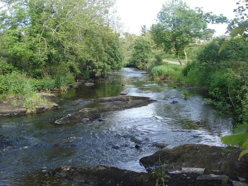 Up to 2,000 dead fish found on banks of Clare river