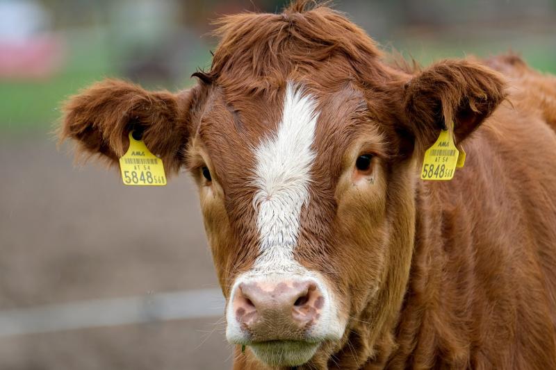 New Creative Ireland project wants to hear from Clare farmers