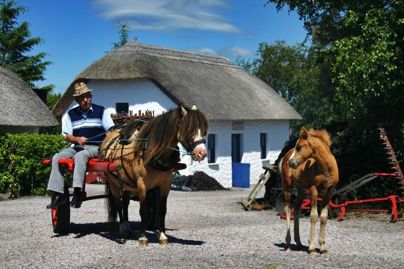 Rare animal breed to come to popular Clare castle