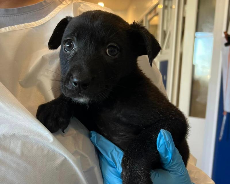 'Heartbreaking' - Puppies found dumped in a box at Irish graveyard given festive names			