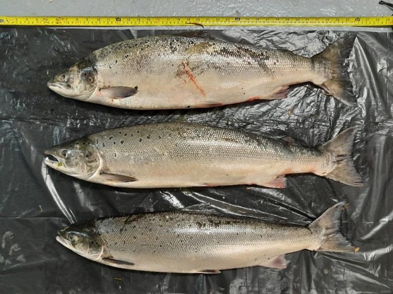Clare fishermen convicted and fined over 'illegal netting incident'