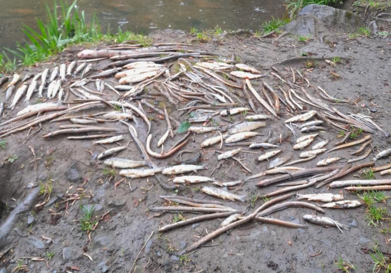 Uisce Eireann fined over sludge discharge that 'wiped out' all fish life on Clare river