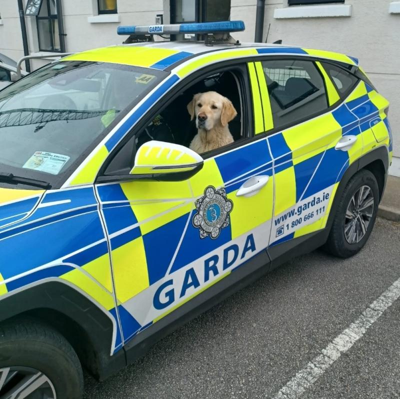 Lost dog spends the day at Kilrush garda station before being bailed out by owner