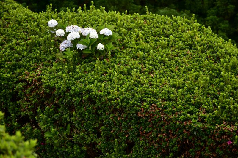 Hedge cutting grant scheme launched in Clare