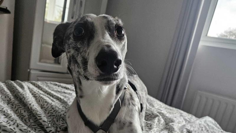 URGENT: Clare Animal Welfare issue appeal for three-legged lurcher with 'nowhere to go'
