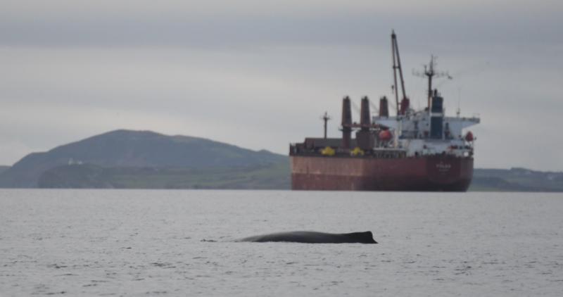 Excitement over ‘first case’ of humpback whale basking off Clare coastline in Shannon Estuary
