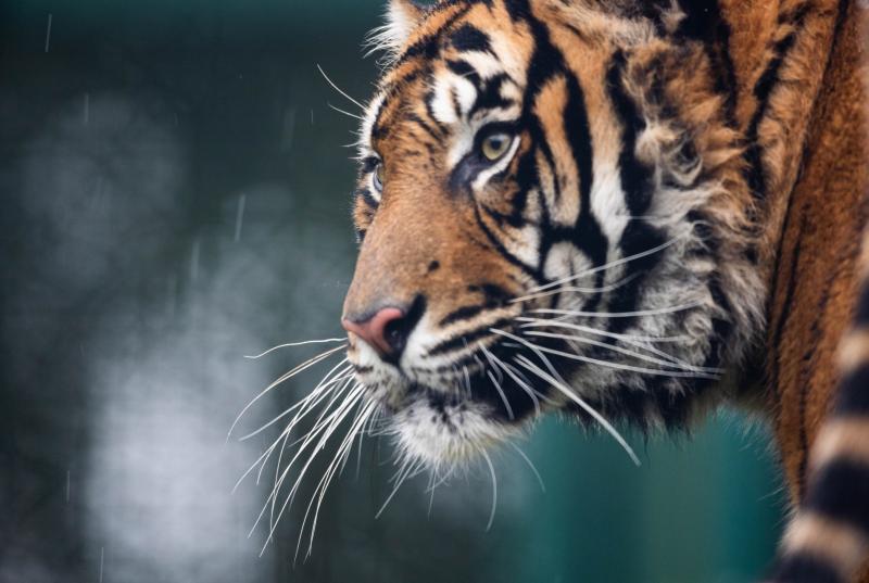 Fota Wildlife park announce arrival of two year old critically endangered Sumatran Tiger