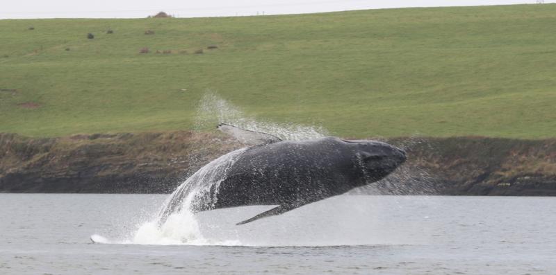 Humpback whale spends Christmas in the Shannon Estuary