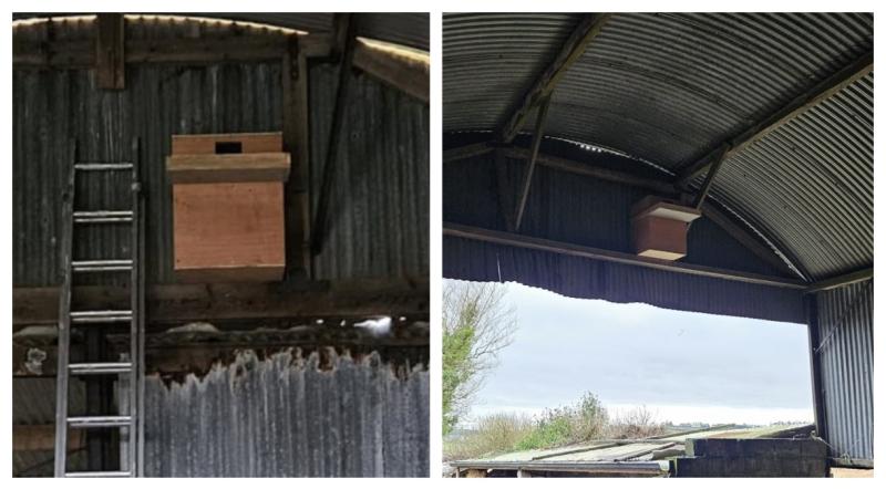 Clare County Council and BirdWatch Ireland project aims to bring back the Barn Owl