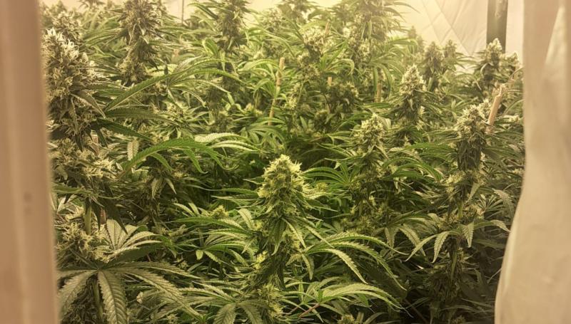Stunned garda&iacute; make arrest after finding huge cannabis operation at house in Wexford