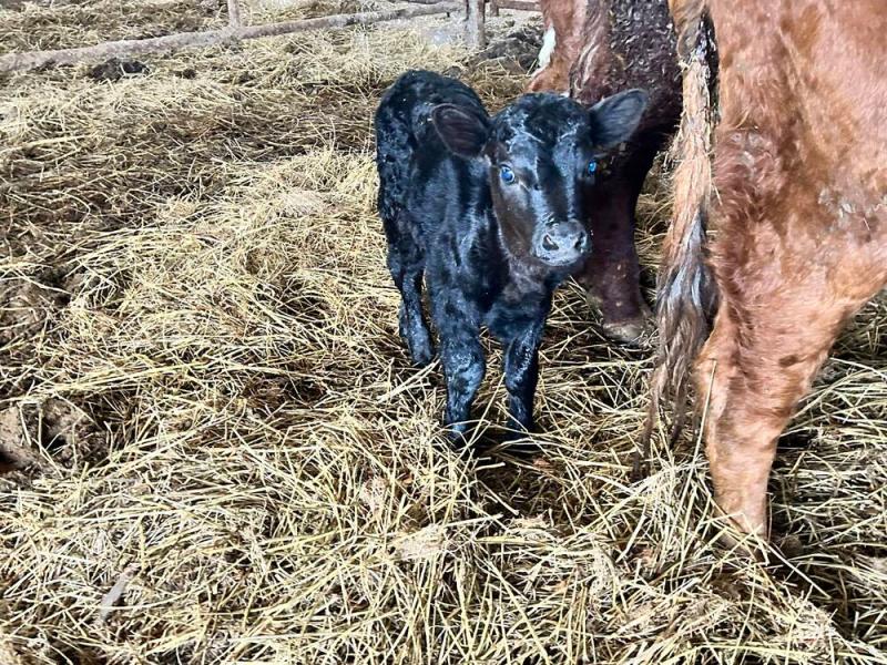 'He's lively already': Cathal Crowe TD reacts to tiny calf born on his farm 