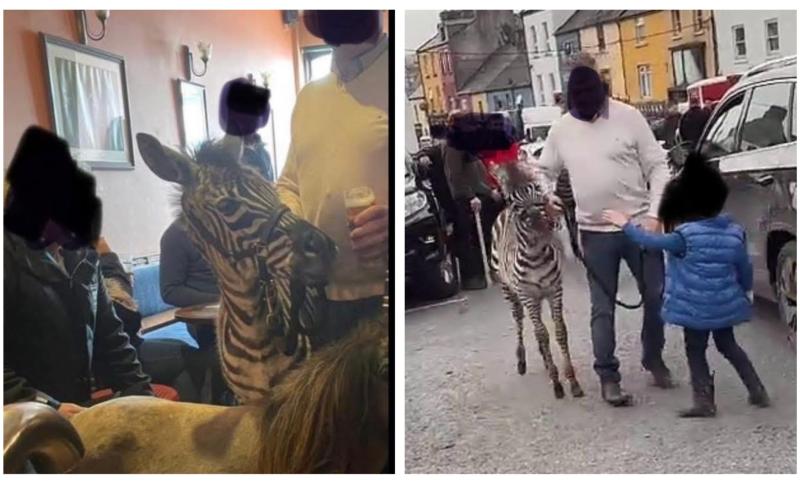 'Enough is enough' - outrage over zebra pictured inside Clare pub at horse fair