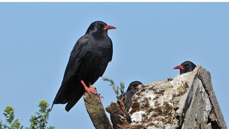 Clare County Council urges public to lend eyes and ears to Chough coastal bird survey