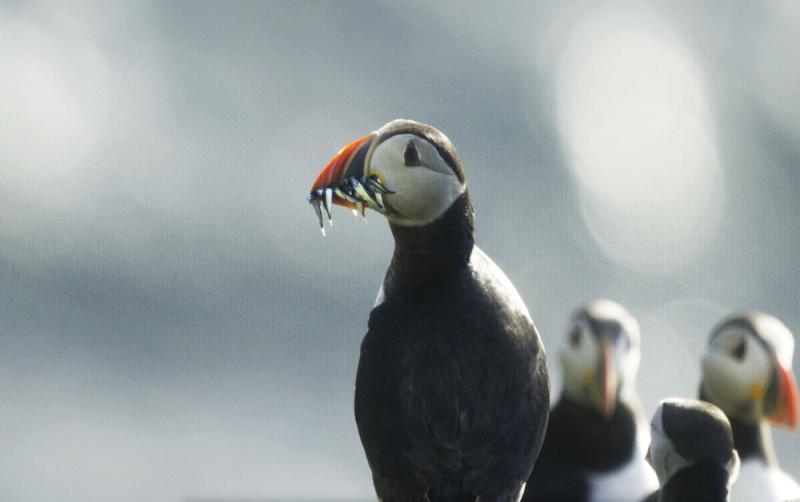 Clare contributors to feature in new RT&Eacute; nature series narrated by Brendan Gleeson