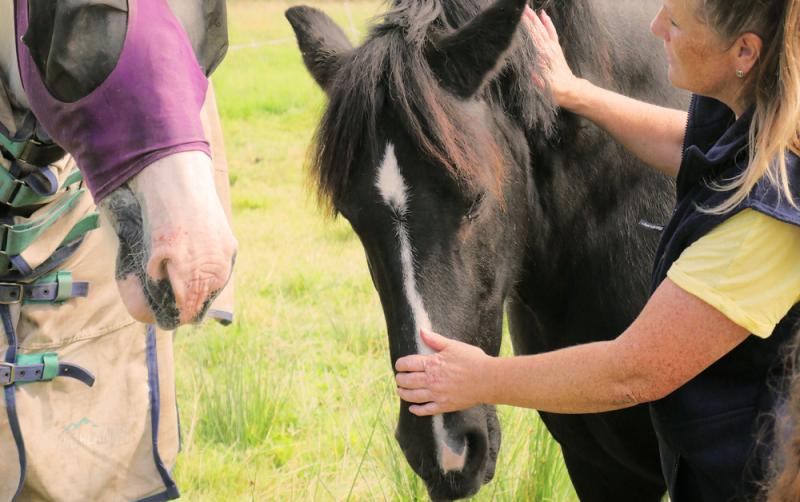 Clare-based woman launches new equine coaching business to empower clients and build resilience
