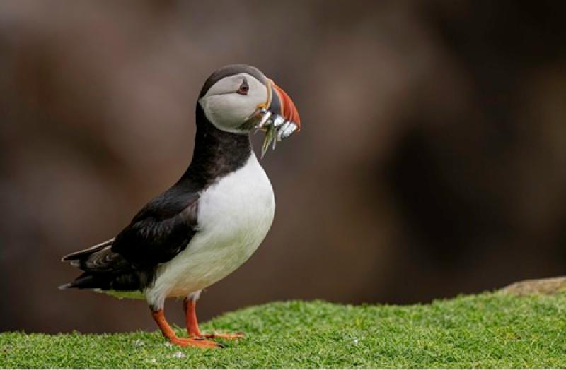 Line-up of events announced as National Biodiversity Week 2025 kicks off in Clare 
