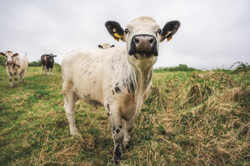 Shannon Airport Group hits key milestone in Ireland’s first conservation grazing project